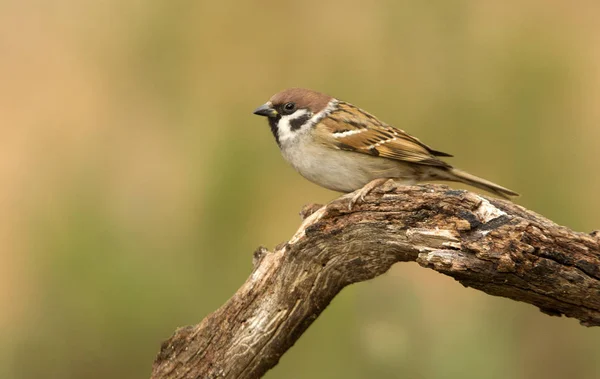 Mezei Veréb Passer Montanus — Stock Fotó