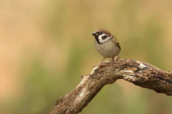 Mezei Veréb Passer Montanus — Stock Fotó