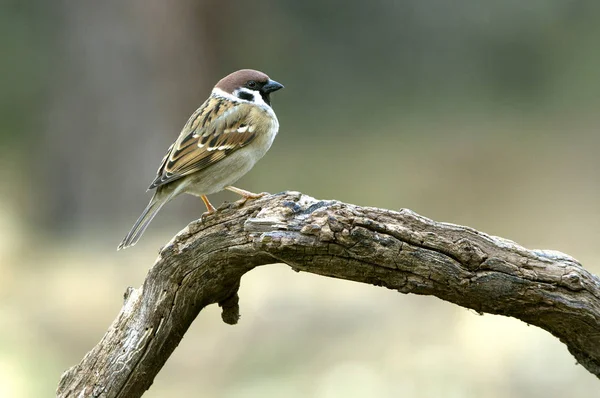 Vrabec Passer Montanus — Stock fotografie