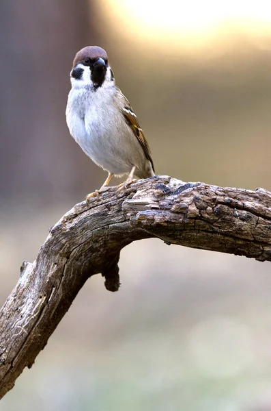 Eurasian Tree Sparrow Passer Montanus — Stock Photo, Image