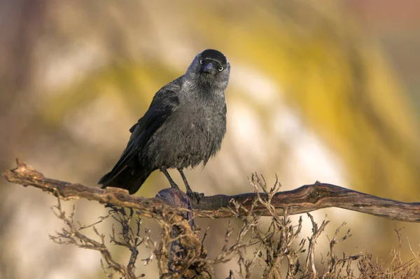 Westliche Dohle Corvus Monedula — Stockfoto