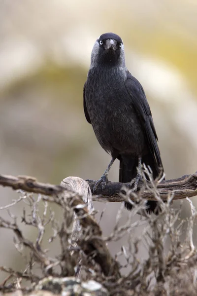 Crétin Ouest Corvus Monedula — Photo