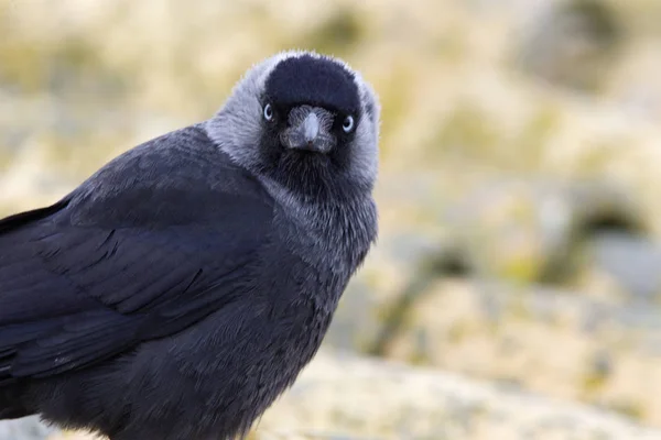 Western Jackdaw Corvus Monedula — Fotografia de Stock