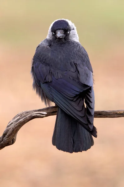 Western Jackdaw Corvus Monedula — Fotografia de Stock