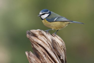 Mavi baştankara. cyanistes caeruleus