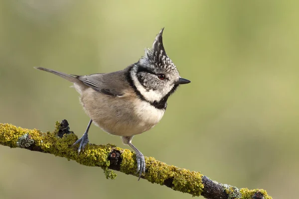 Crested Tit Lophophanes Cristatus — Stock Photo, Image