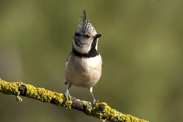 가슴입니다 Lophophanes Cristatus — 스톡 사진