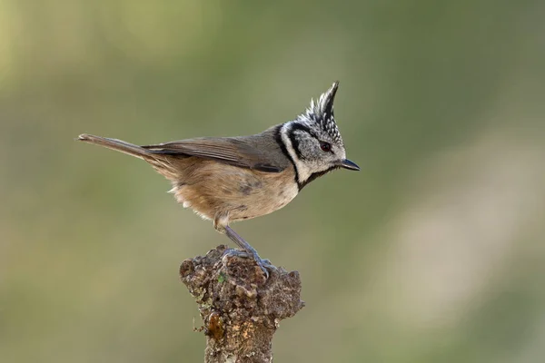 Tepeli baştankara. Lophophanes cristatus