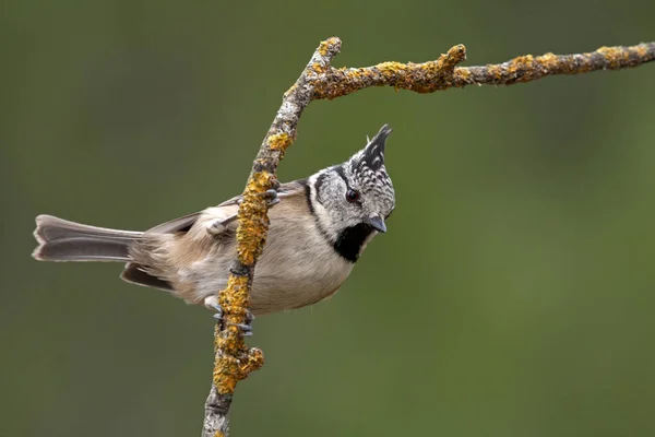 가슴입니다 Lophophanes Cristatus — 스톡 사진