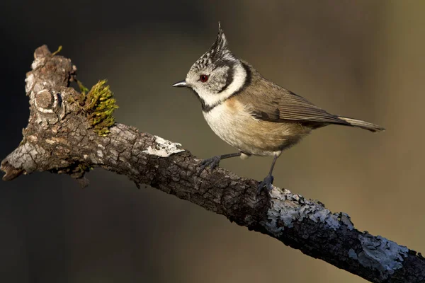 Haubenmeise Schlupflöcher Der Kritik — Stockfoto