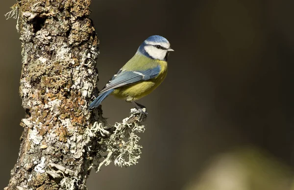 Mésange Bleue Cyanistes Caeruleus — Photo