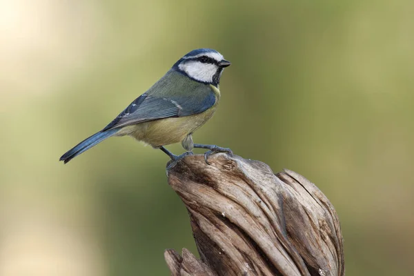 Kék Cinege Cyanistes Caeruleus — Stock Fotó