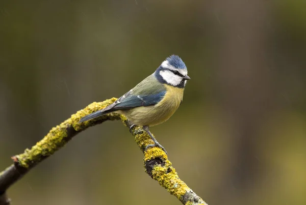 Blaumeisen Cyanistes Caeruleus — Stockfoto