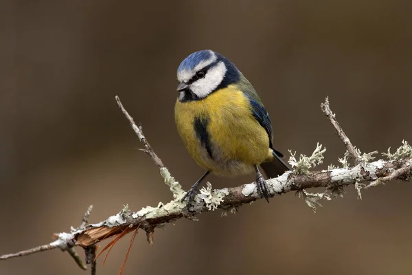 Blaumeisen Cyanistes Caeruleus — Stockfoto