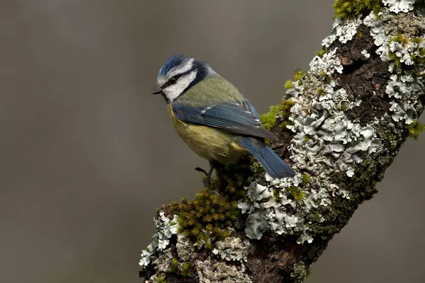 Blaumeisen Cyanistes Caeruleus — Stockfoto