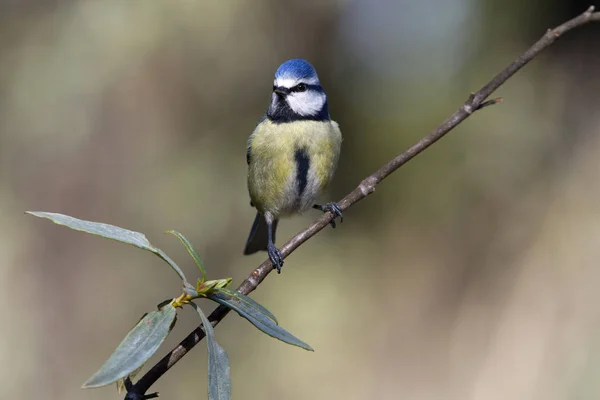 Kék Cinege Cyanistes Caeruleus — Stock Fotó