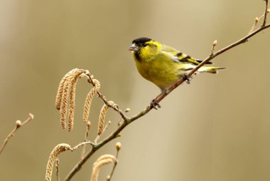 Kara başlı iskete. Carduelis spinus