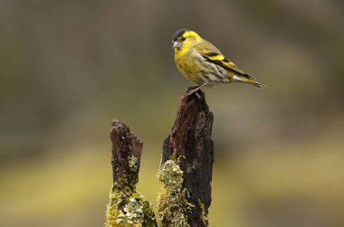 Kara başlı iskete. Carduelis spinus