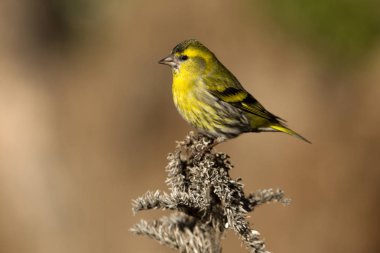 Kara başlı iskete. Carduelis spinus