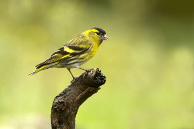 Kara başlı iskete. Carduelis spinus