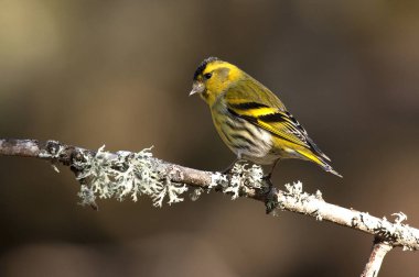 Kara başlı iskete. Carduelis spinus