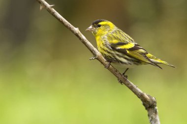 Kara başlı iskete. Carduelis spinus