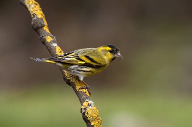 Kara başlı iskete. Carduelis spinus
