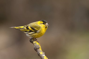 Kara başlı iskete. Carduelis spinus