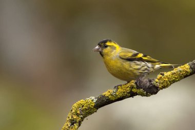 Kara başlı iskete. Carduelis spinus