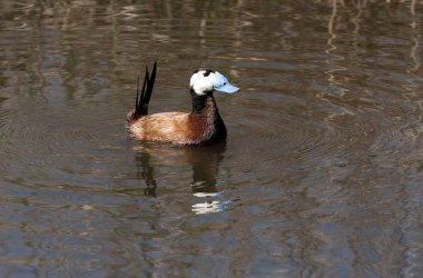Ak başlı ördek. Oxyura leucocephala