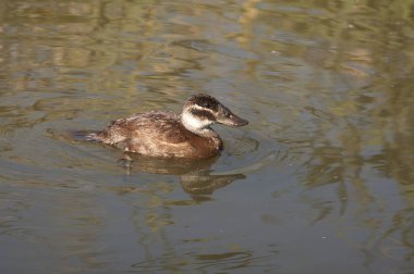 Ak başlı ördek. Oxyura leucocephala