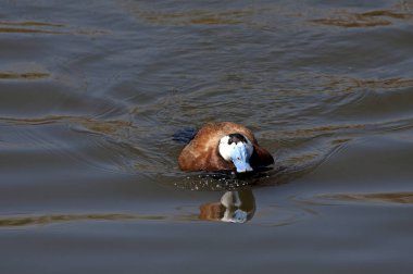 Ak başlı ördek. Oxyura leucocephala