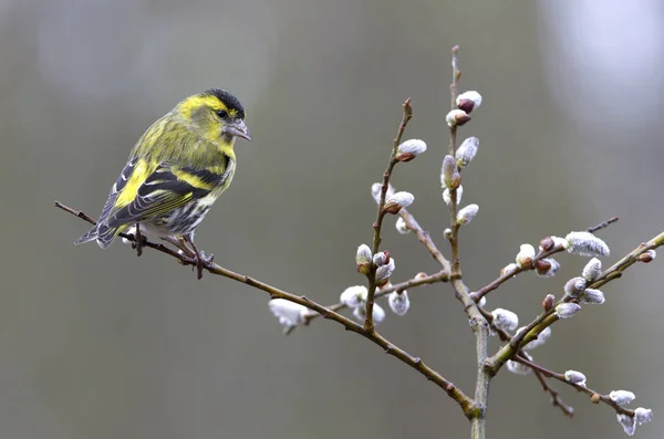 Сискин Евразийский Carduelis Spinus — стоковое фото