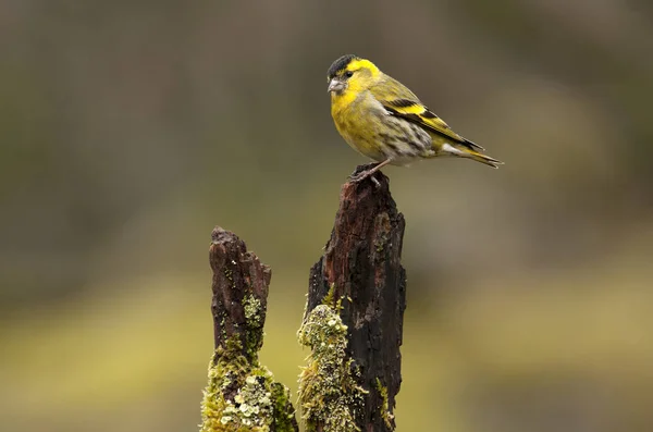 Čížek Lesní Carduelis Spinus — Stock fotografie