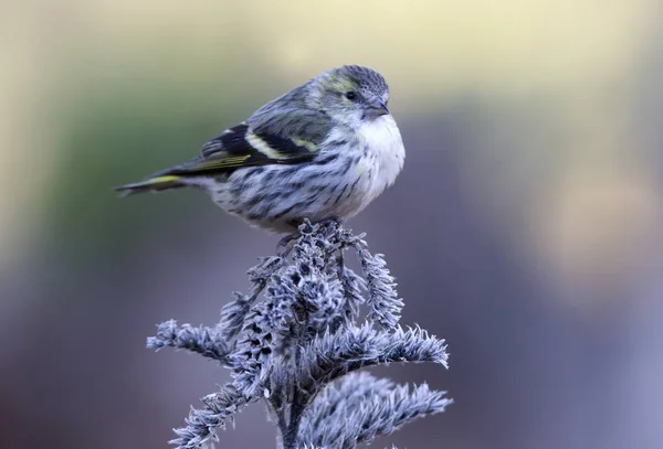 Siskin Eurasiano Carduelis Spinus — Fotografia de Stock