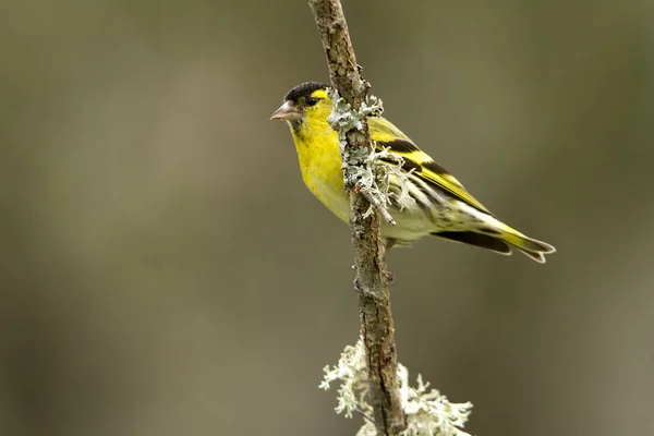 Eurasischer Zeisig Karduelis Spinus — Stockfoto