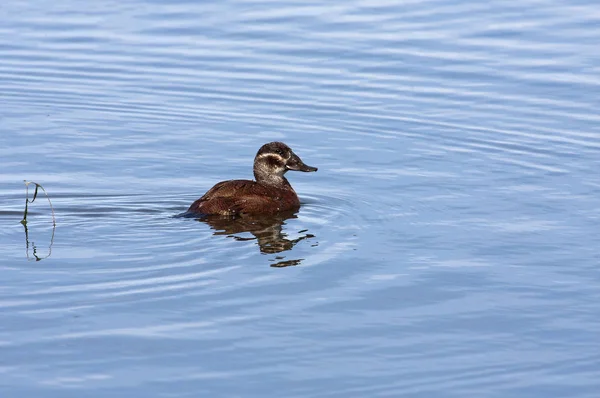 Pato Cabeça Branca Oxyura Leucocephala — Fotografia de Stock