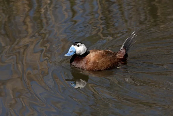 Canard Tête Blanche Oxyura Leucocephala — Photo