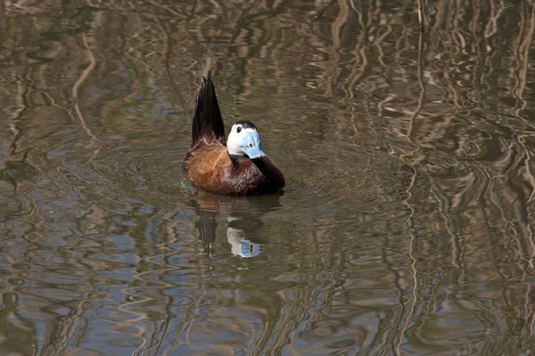 Pato Cabeça Branca Oxyura Leucocephala — Fotografia de Stock