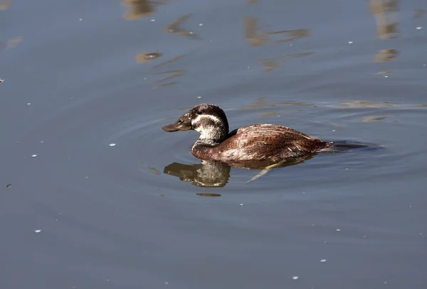 Canard Tête Blanche Oxyura Leucocephala — Photo