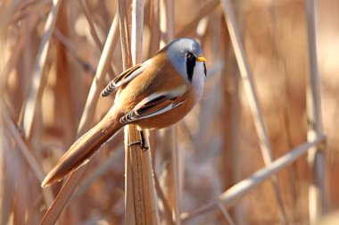 Sakallı baştankara erkek. Panurus biarmicus