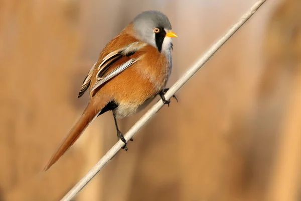 Мужчина Бородатого Тростника Panurus Biarmicus — стоковое фото