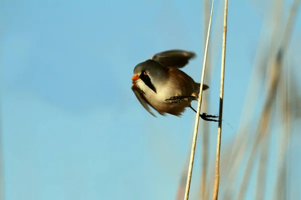 Mężczyzna Wąsatka Panurus Biarmicus — Zdjęcie stockowe