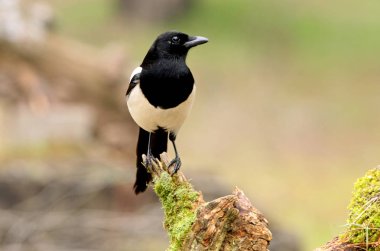 Ortak magpie. Pika pika