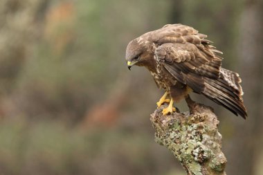 Bayağı Şahin. Buteo buteo
