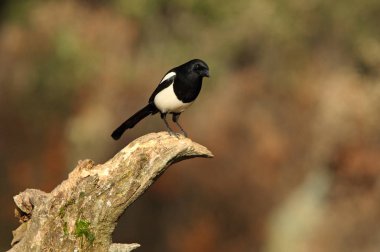 Ortak magpie. Pika pika