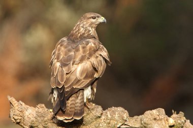 Bayağı Şahin. Buteo buteo