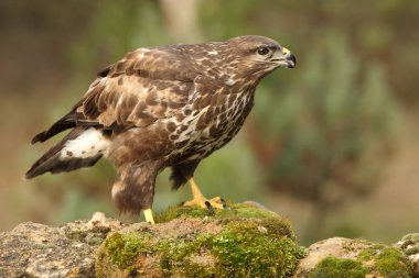 Bayağı Şahin. Buteo buteo