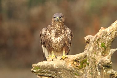 Bayağı Şahin. Buteo buteo