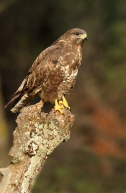 Bayağı Şahin. Buteo buteo